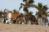 AMSTAFF  ADULT & PUPPIES 045